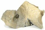 Morocconites Trilobite With Leonaspis - Ofaten, Morocco #232705-1